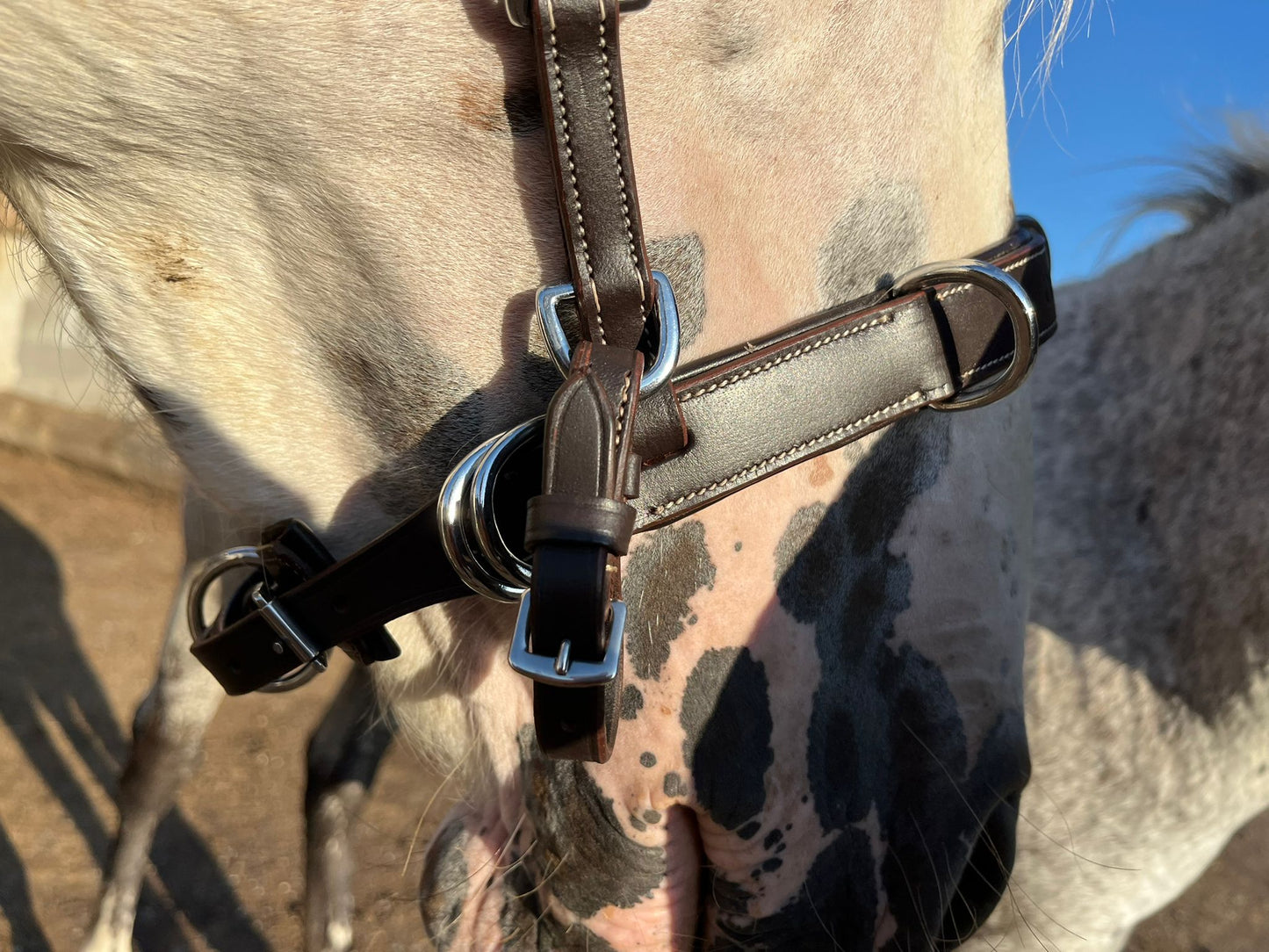 Hidalgo Multibridle St. Louis 2