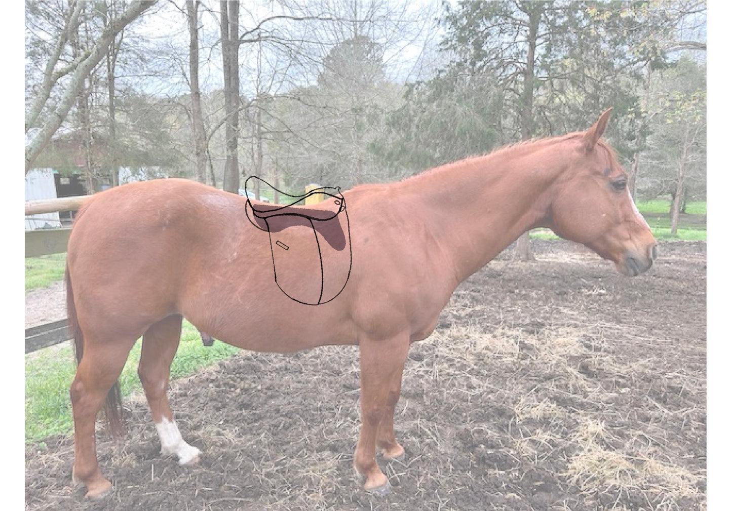 Remote Saddle Fitting-CHECK UP