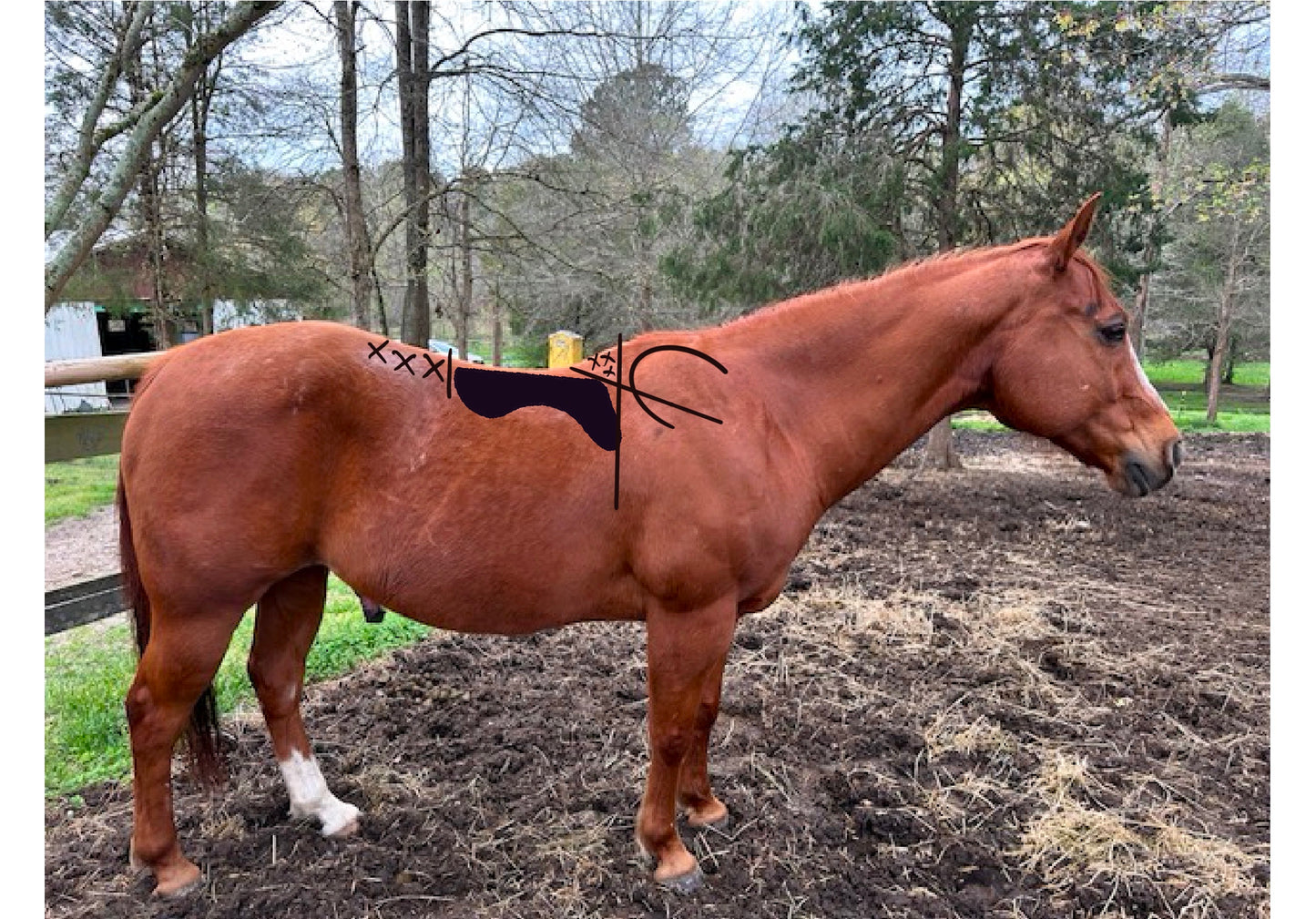 Remote Saddle Fitting-CHECK UP