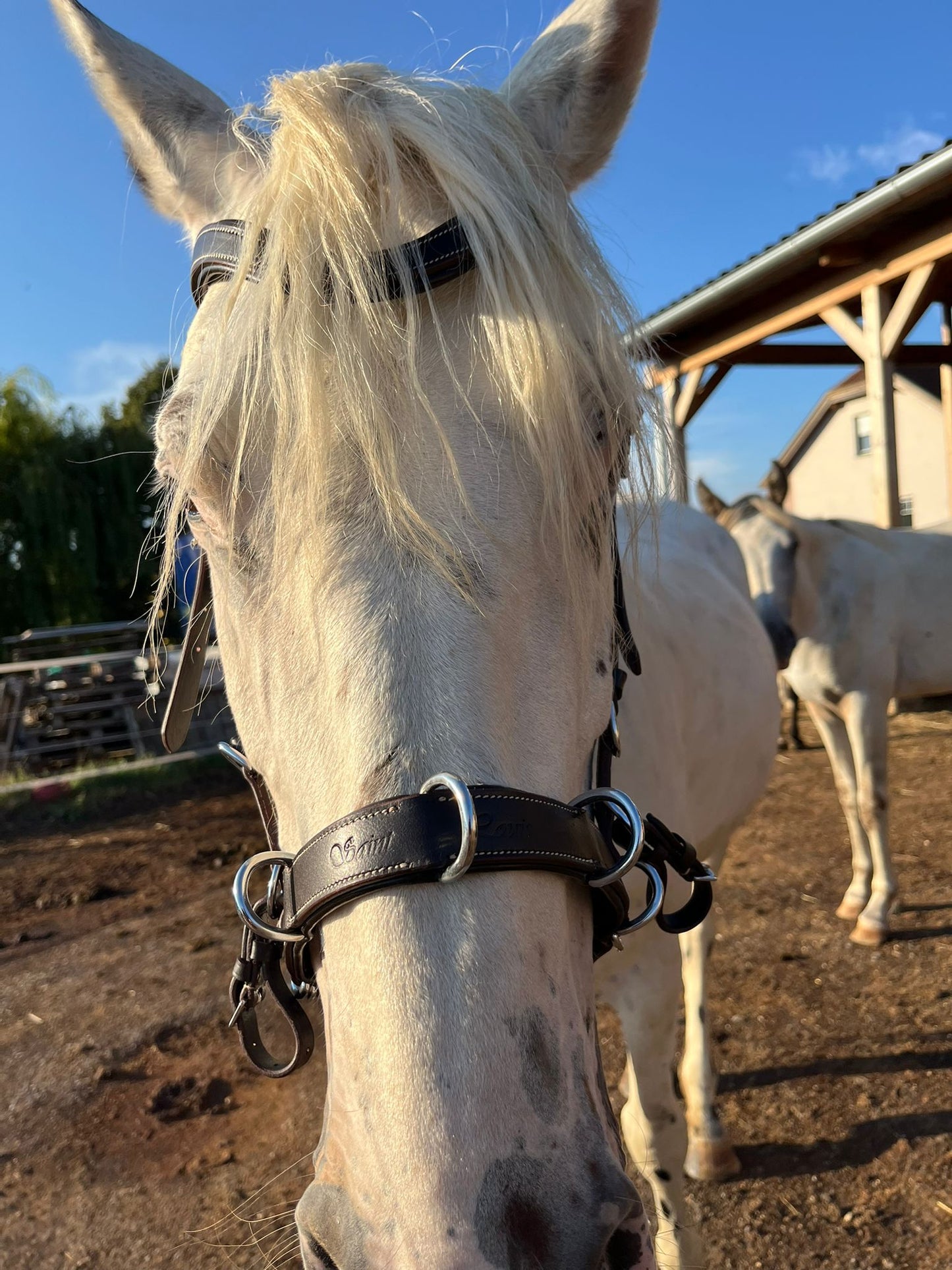 Hidalgo Multibridle St. Louis 2