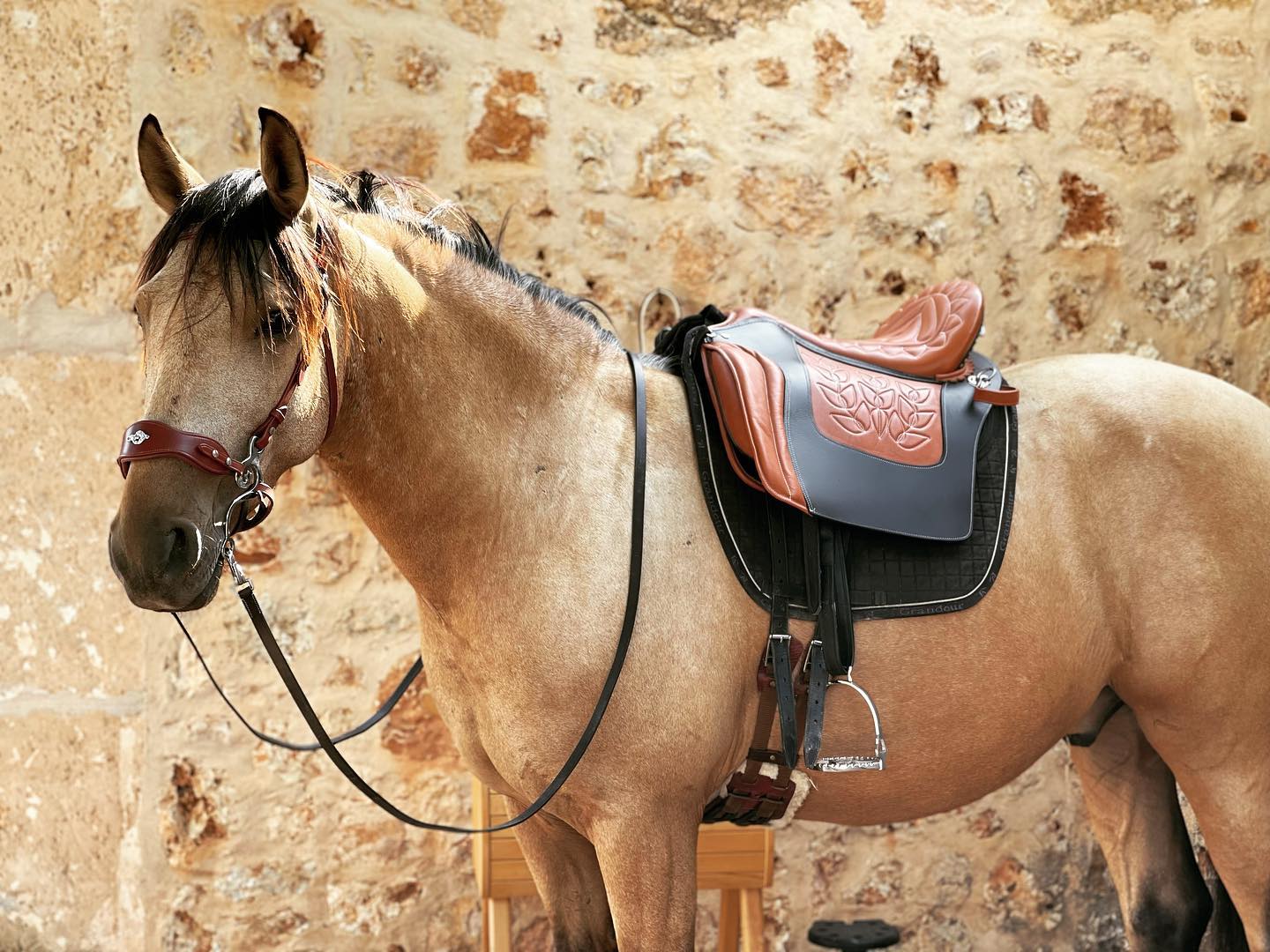 Hidalgo Hackamore-Size Full