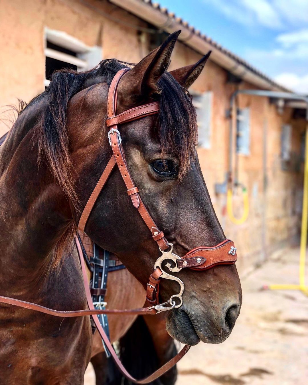 Hidalgo Hackamore-Size Full