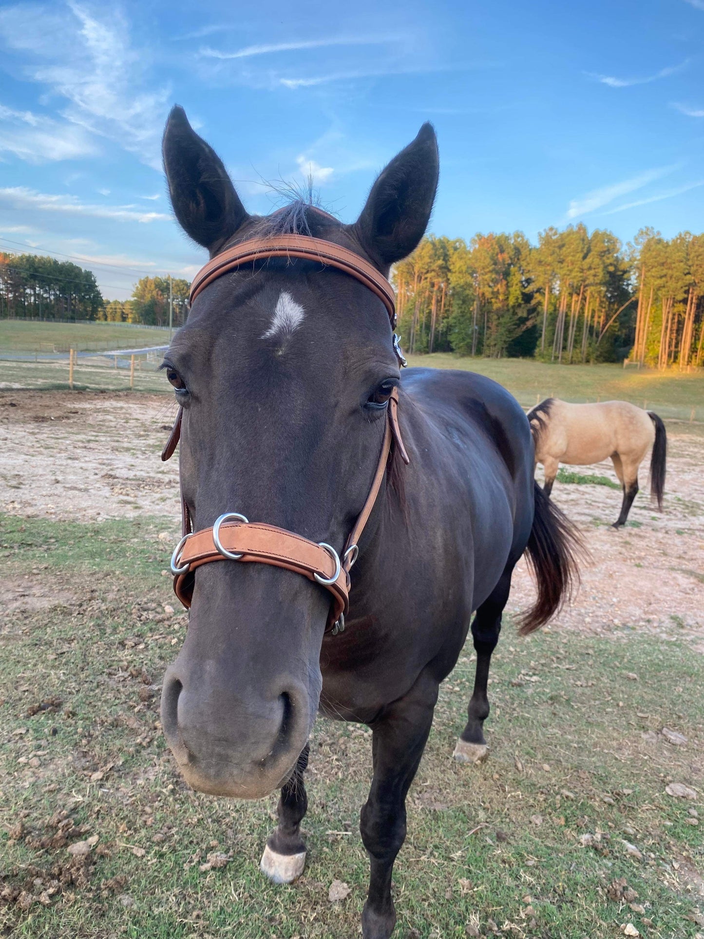 Hidalgo Multibridle St. Louis-WA CLINIC SPECIAL